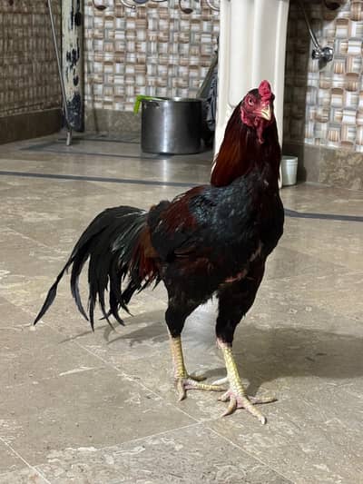 Aseel murga for sale