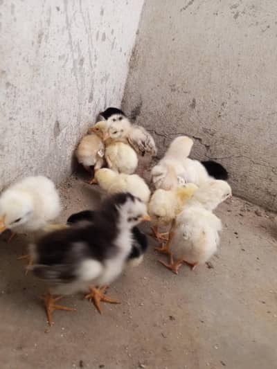Thai caross aseel chicks ,03014237451 call me