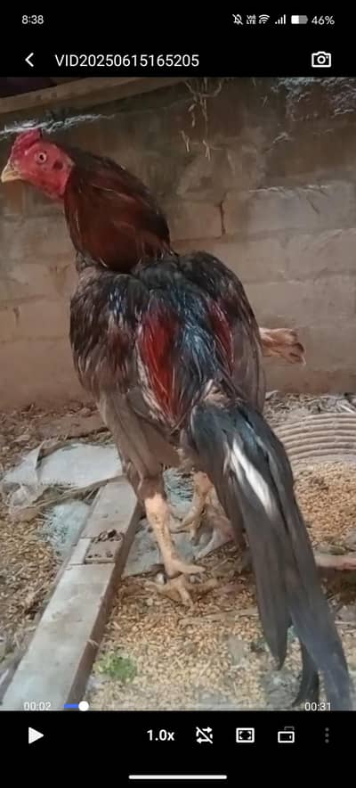 Mianwali Pair for sale