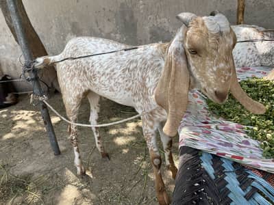 Mekhi cheena fresh do dant