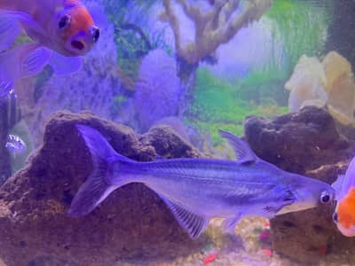 Premium Iridescent sharks fish available for sale (pair)