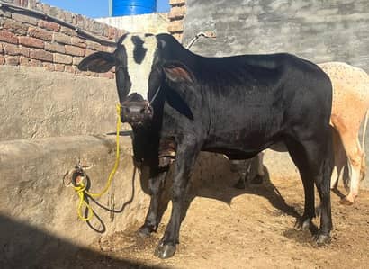 Qurbani animal