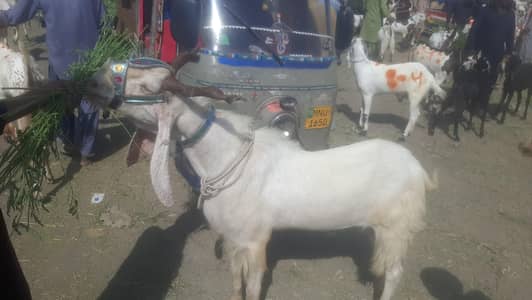 phari bakra khubsurat