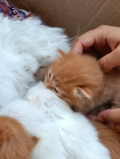 catsssss
