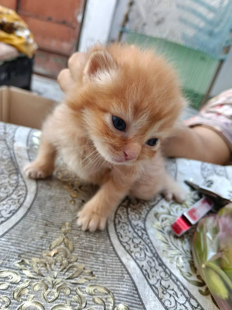 catsssss 2