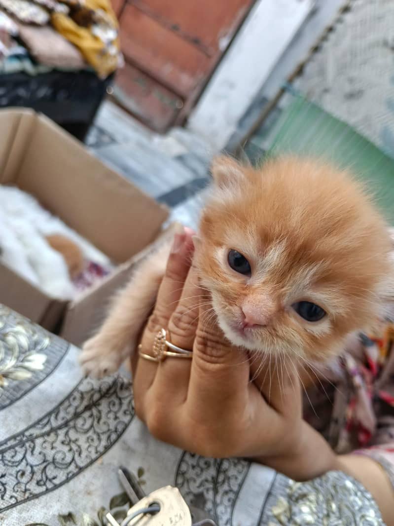 catsssss 5