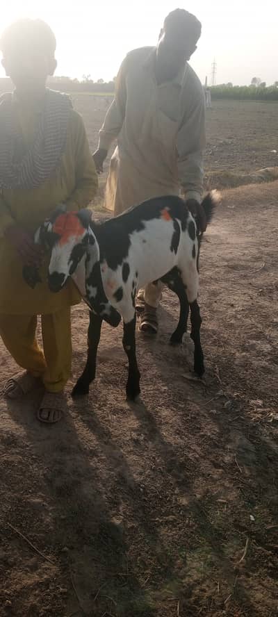 Donda desi bakra for sale bht nigar ha