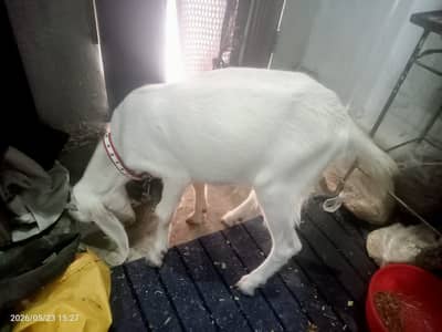 MashaAllah Desi Beetal ghar ki pali huii bkri ha palne k liye best ha