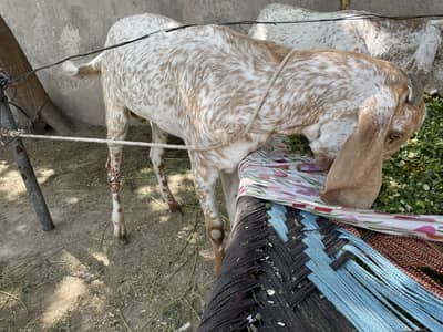 Makhi cheenz fresh 2dant Qurbani k liye