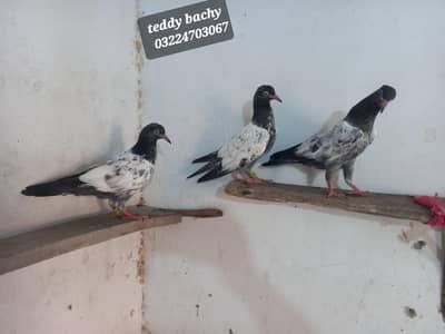 Royal Teddy birds