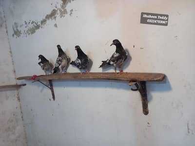 Royal Teddy birds