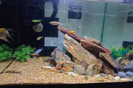 Aquarium Setup with fishes and all accessories No cabin or table