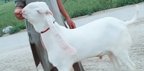 desi bakra for sale call me_" 03229844345