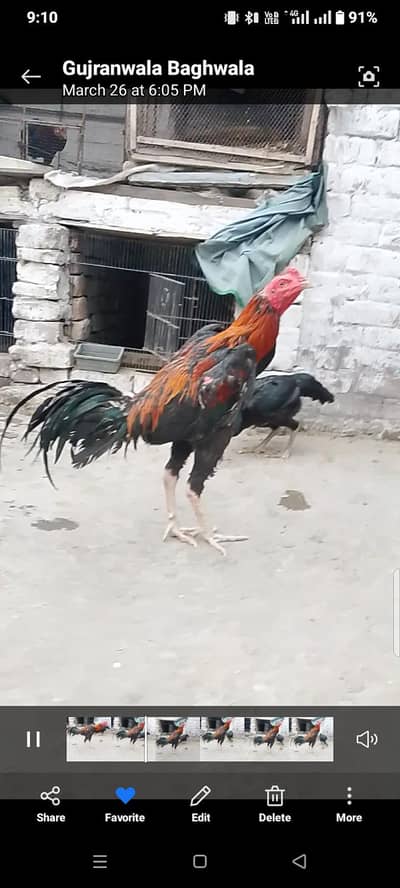 Pakoye chicks  Available