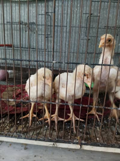 herra chick available sel aur exchange
