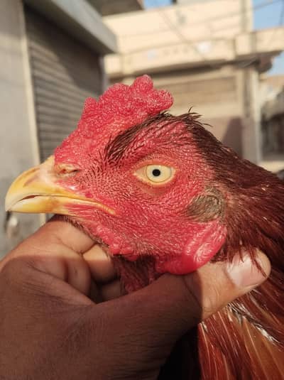 aseel kamalia breeder for sale