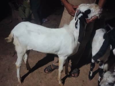 2 dand wala bakra for sale
