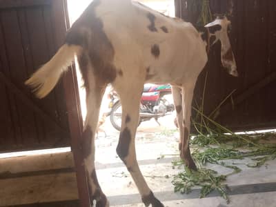 2 Dant Bakra khassi