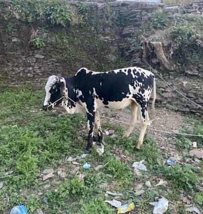 Qurbani k leya