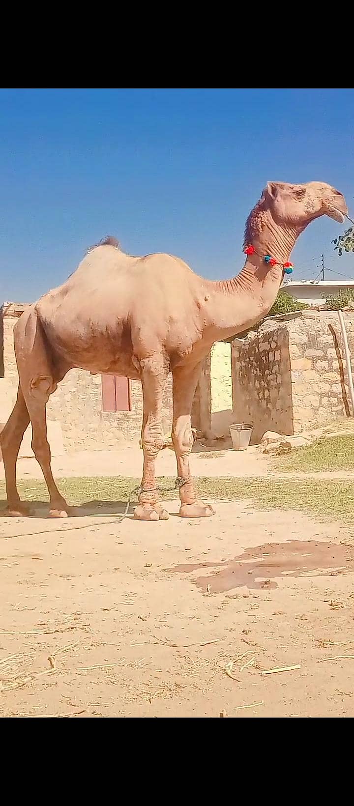 قربانی اونٹ 03420005212 0