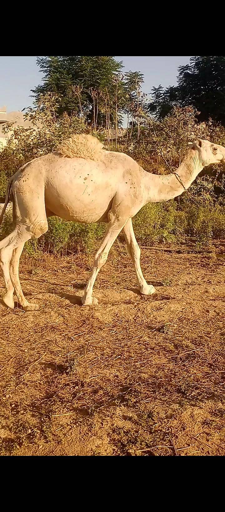 قربانی اونٹ 03420005212 1