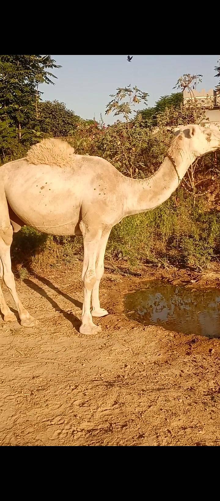 قربانی اونٹ 03420005212 2