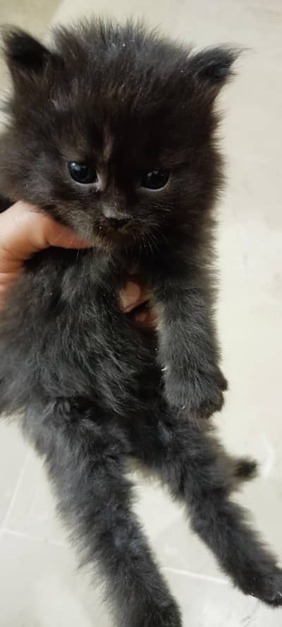 Persian triple coated kitten for sale reasonable price