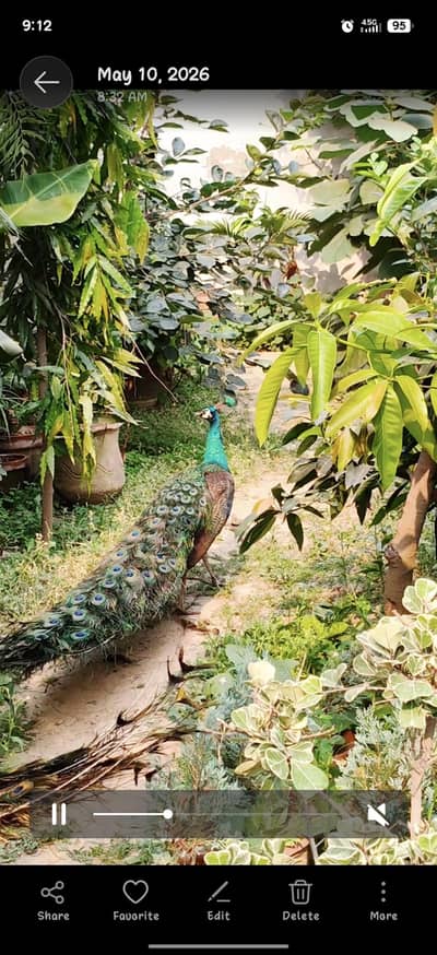 amrat green jawa