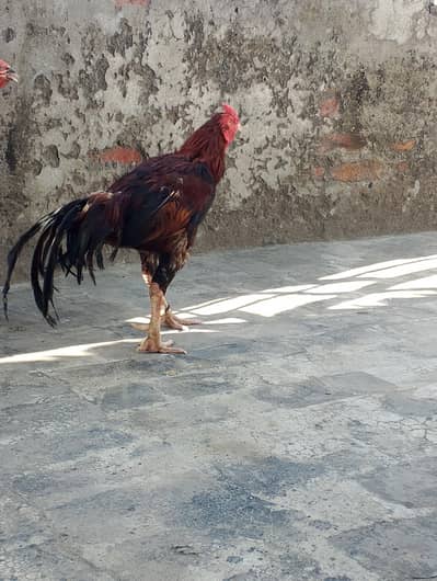 for sale