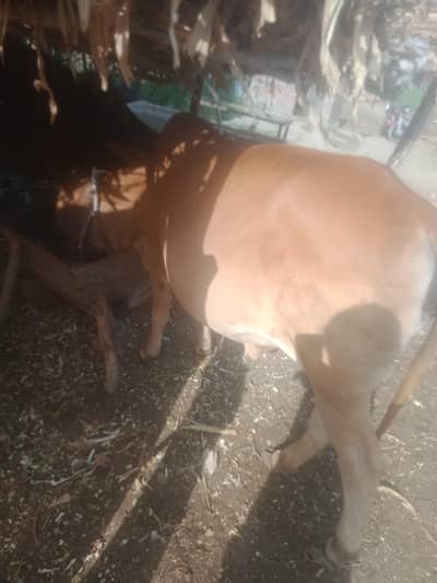 Cows li