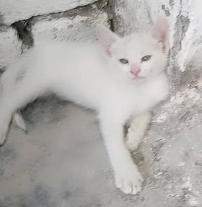 Russian kitten
