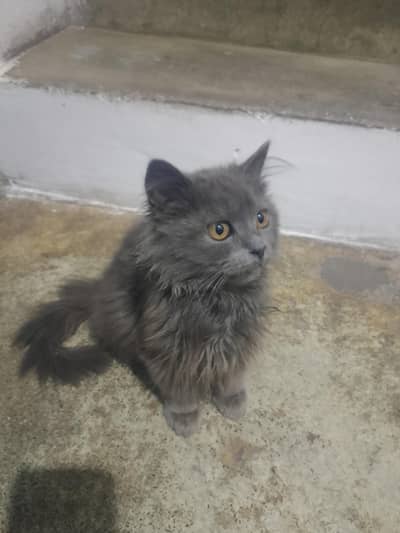cat is beautiful