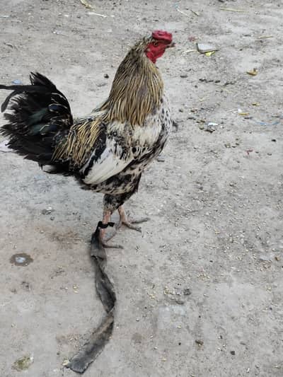 murga for sale/ Aseel murga/ breeder murga