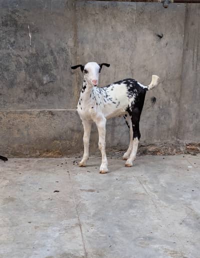 teddy goats| desi bakra|goat baby | bakra