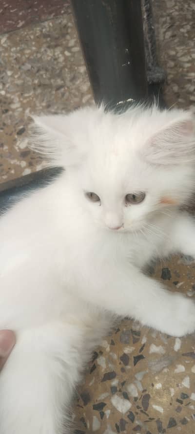 White Is Female And Gray Is Male