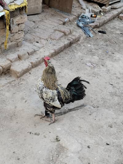 murga for sale/ Aseel murga/ breeder murga for sale