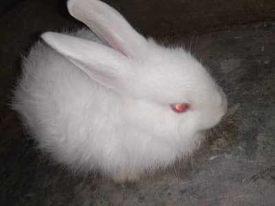 white angora rabbit