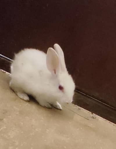 Rabbit male and female  (for sale)