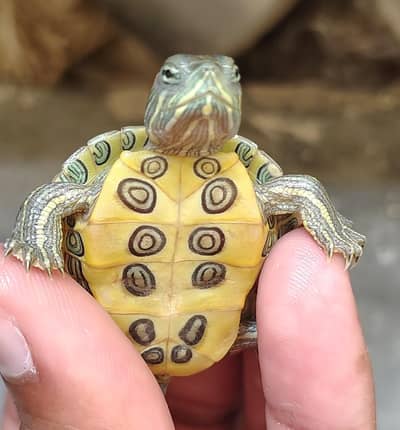 Red eared slider turtle