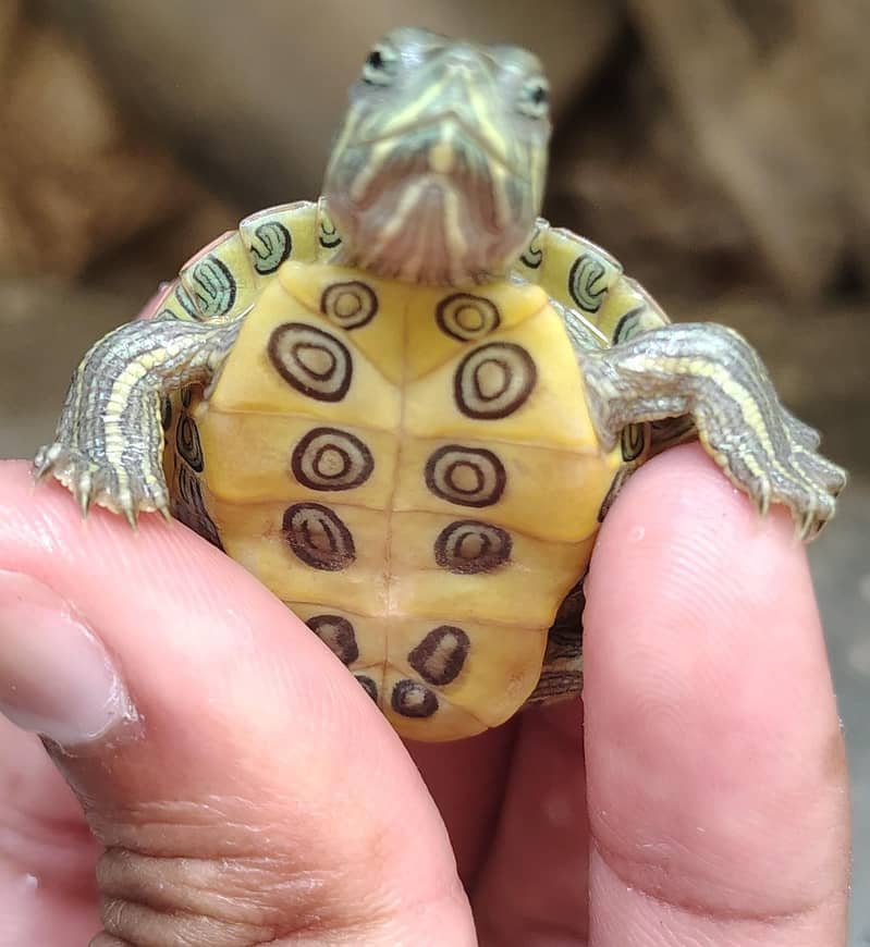 Red eared slider turtle 1