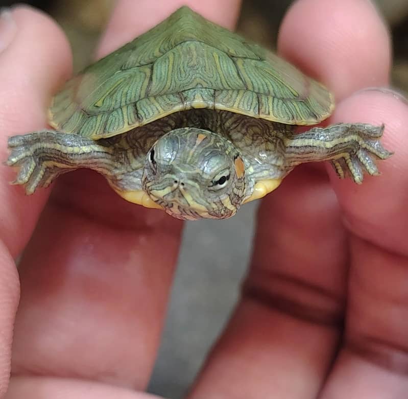 Red eared slider turtle 2