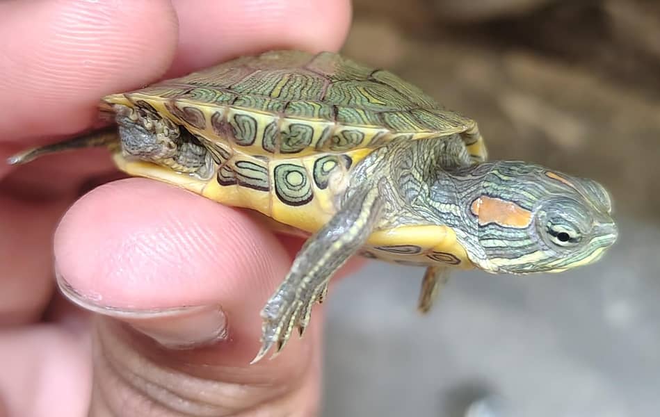 Red eared slider turtle 3