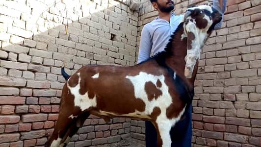 Qurbani ke Liye Bakra/ 03704685463