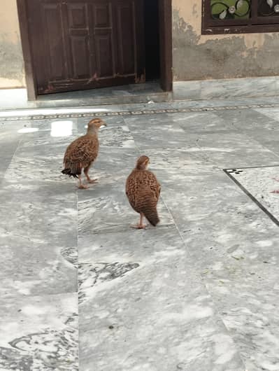 Pure Dakhni Breeder Pair for Sale