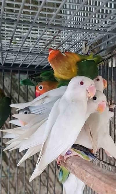 fisher love bird blue pasnata albino ready for new shelter breader pai