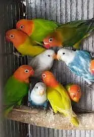 fisher love bird blue pasnata albino ready for new shelter breader pai — photo 2