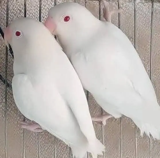 fisher love bird blue pasnata albino ready for new shelter breader pai — photo 3