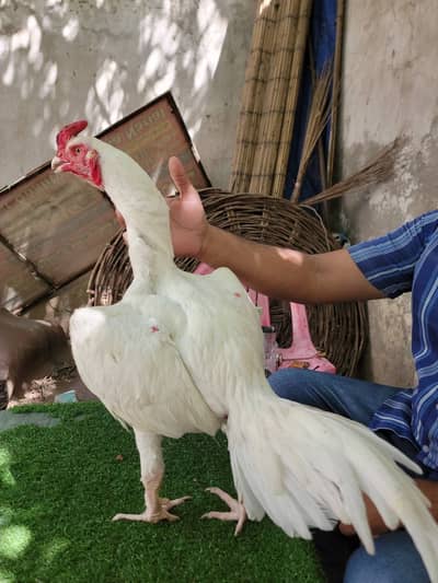 Pure Paper White Heera Bloodline Aseel Rooster