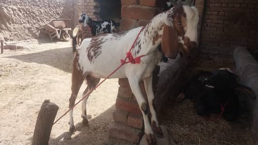 Beautiful goat for qurbani in reasonable price