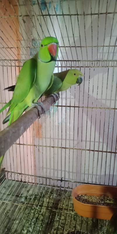 ring neck wild  breeder pair quality